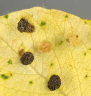 Image of Aceria iteina
