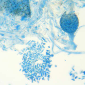 Image of Ampelomyces