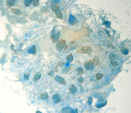 Image of Ampelomyces