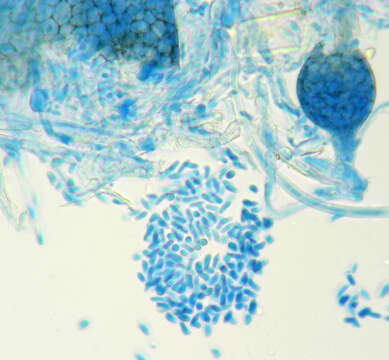 Image of Ampelomyces