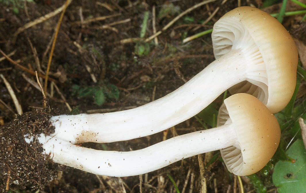 Слика од Hygrocybe russocoriacea (Berk. & T. K. Mill.) P. D. Orton & Watling 1969