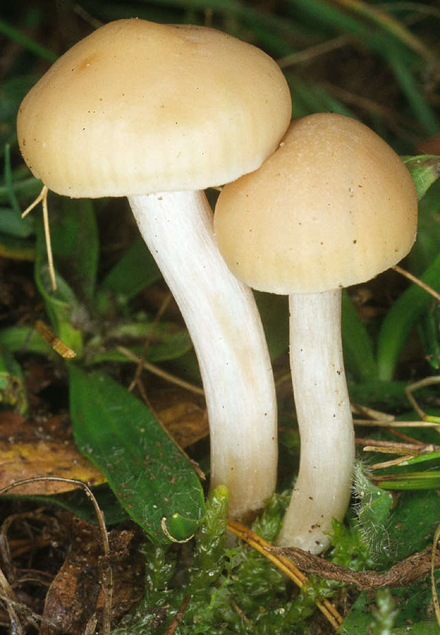 Слика од Hygrocybe russocoriacea (Berk. & T. K. Mill.) P. D. Orton & Watling 1969