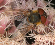 Image of Phasia hemiptera (Fabricius 1794)