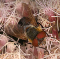 Image of Phasia hemiptera (Fabricius 1794)