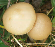 Слика од Hygrocybe russocoriacea (Berk. & T. K. Mill.) P. D. Orton & Watling 1969