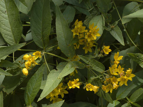 Image of Yellow Loosestrife