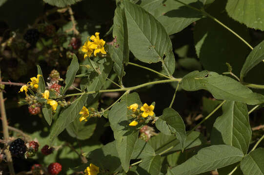 Image of Yellow Loosestrife