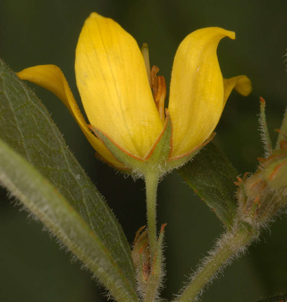 Image of Yellow Loosestrife