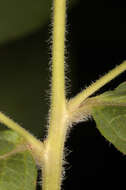 Image of Yellow Loosestrife