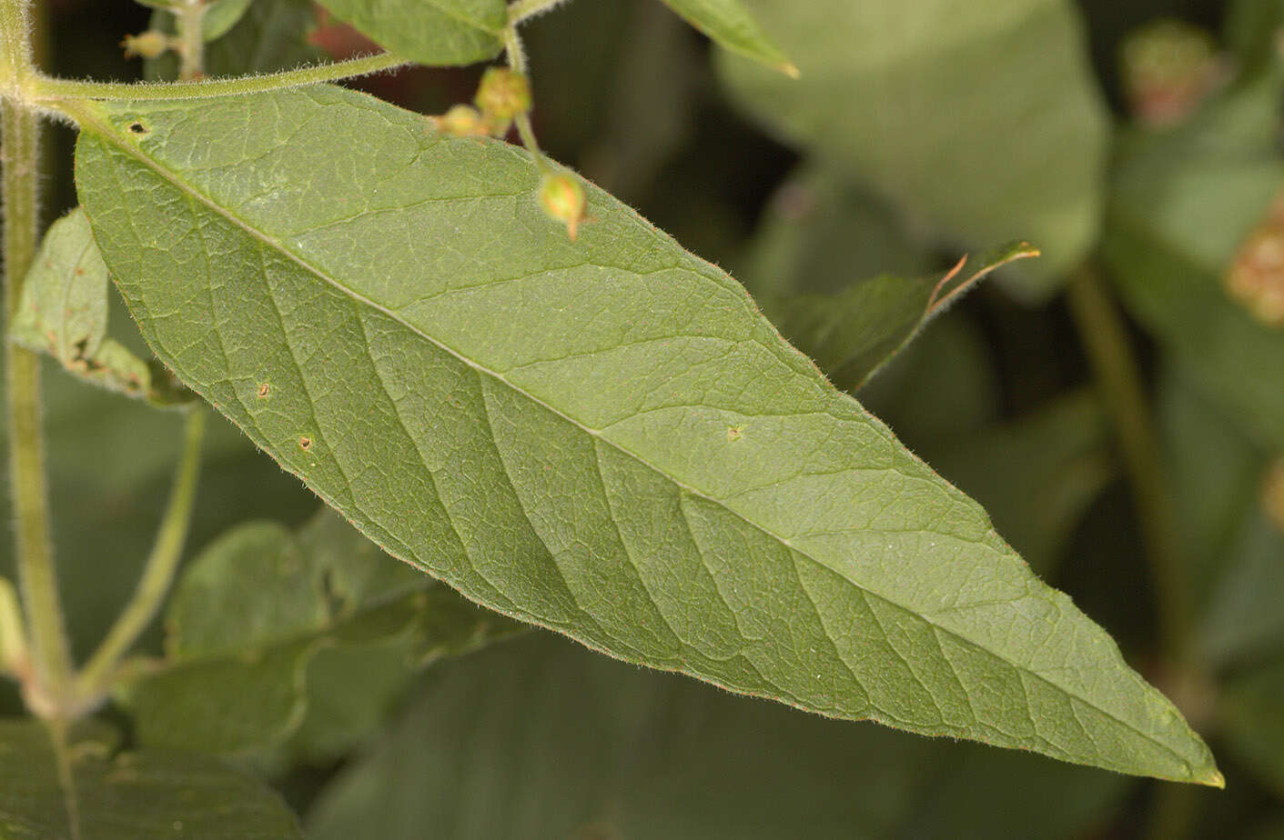 Image of Yellow Loosestrife