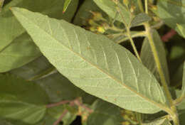 Image of Yellow Loosestrife