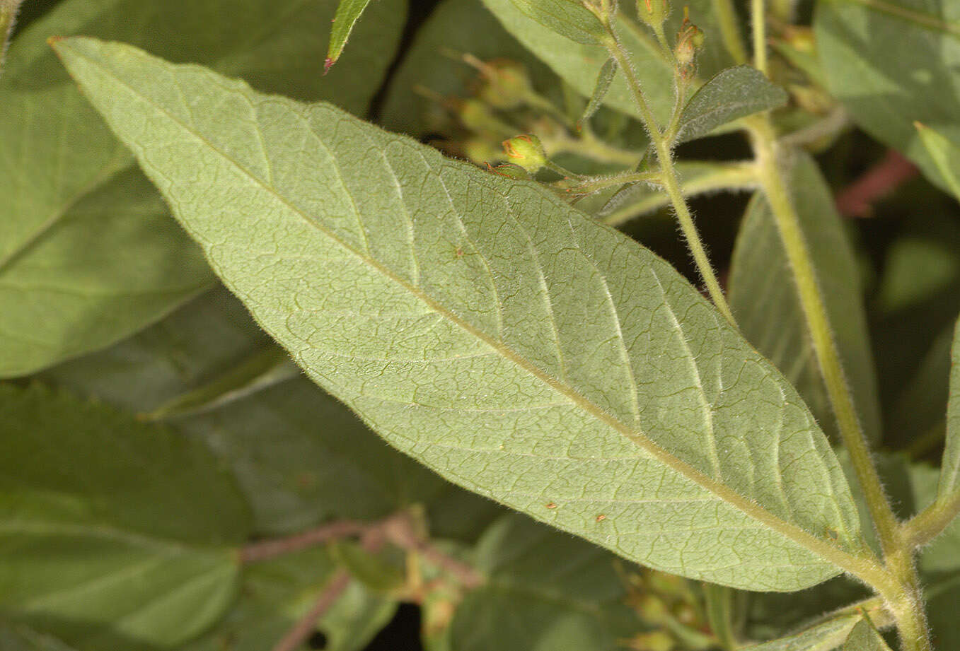 Imagem de Lysimachia vulgaris L.