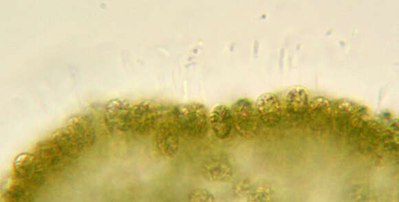 Coelosphaerium kuetzingianum Nägeli 1849的圖片