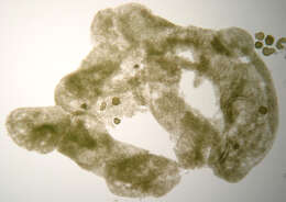 Image of Microcystaceae