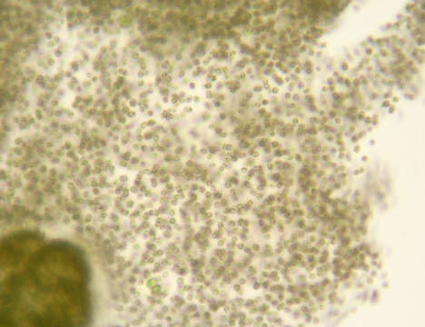 Image of Microcystis wesenbergii