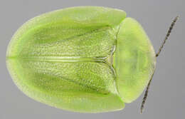 Sivun isokilpikuoriainen kuva