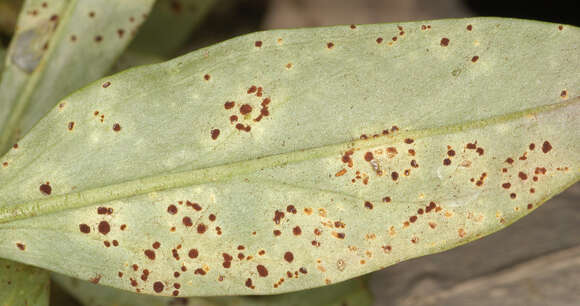 Imagem de Puccinia antirrhini Dietel & Holw. 1897