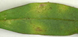 Image of Puccinia antirrhini Dietel & Holw. 1897