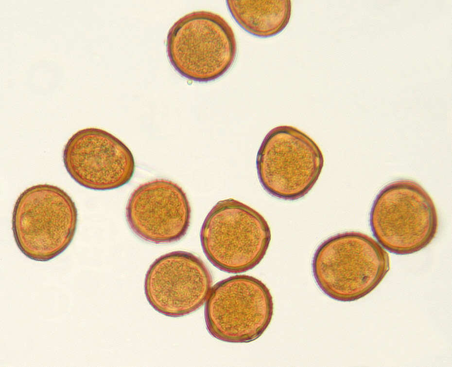 Plancia ëd Puccinia antirrhini Dietel & Holw. 1897