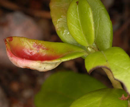 Image of Exobasidium vaccinii (Fuckel) Woronin 1867