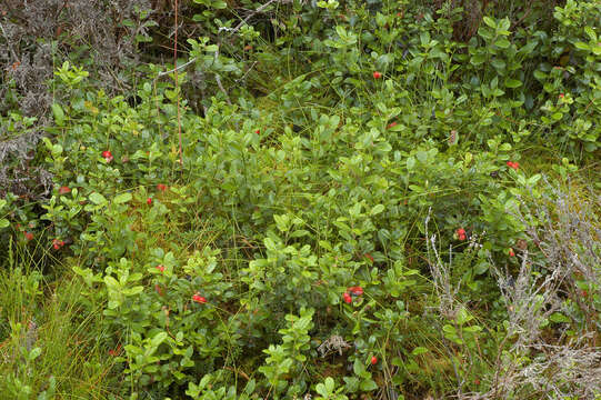 Image of lingonberry