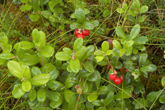 Image of lingonberry