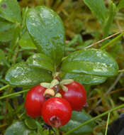 Image of lingonberry