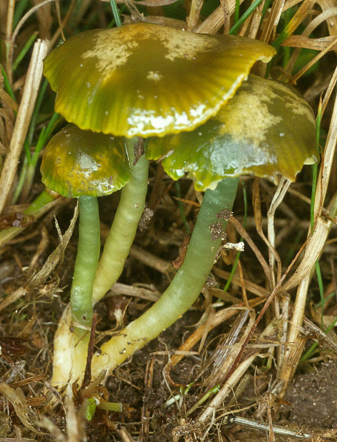 Image of Gliophorus psittacinus (Schaeff.) Herink 1958