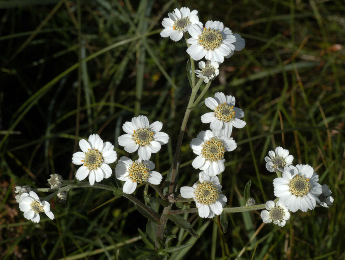 Image of Sneezeweed