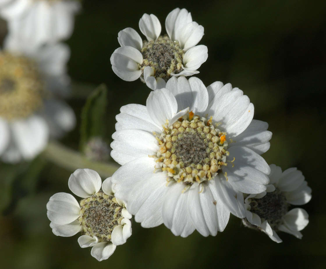 Image of Sneezeweed