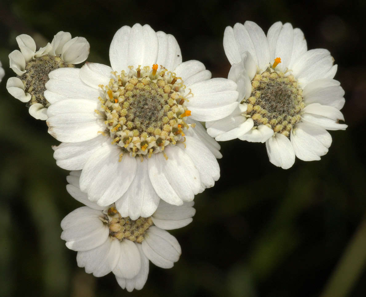 Image of Sneezeweed