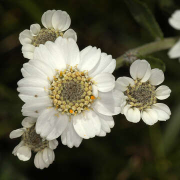 Image of Sneezeweed