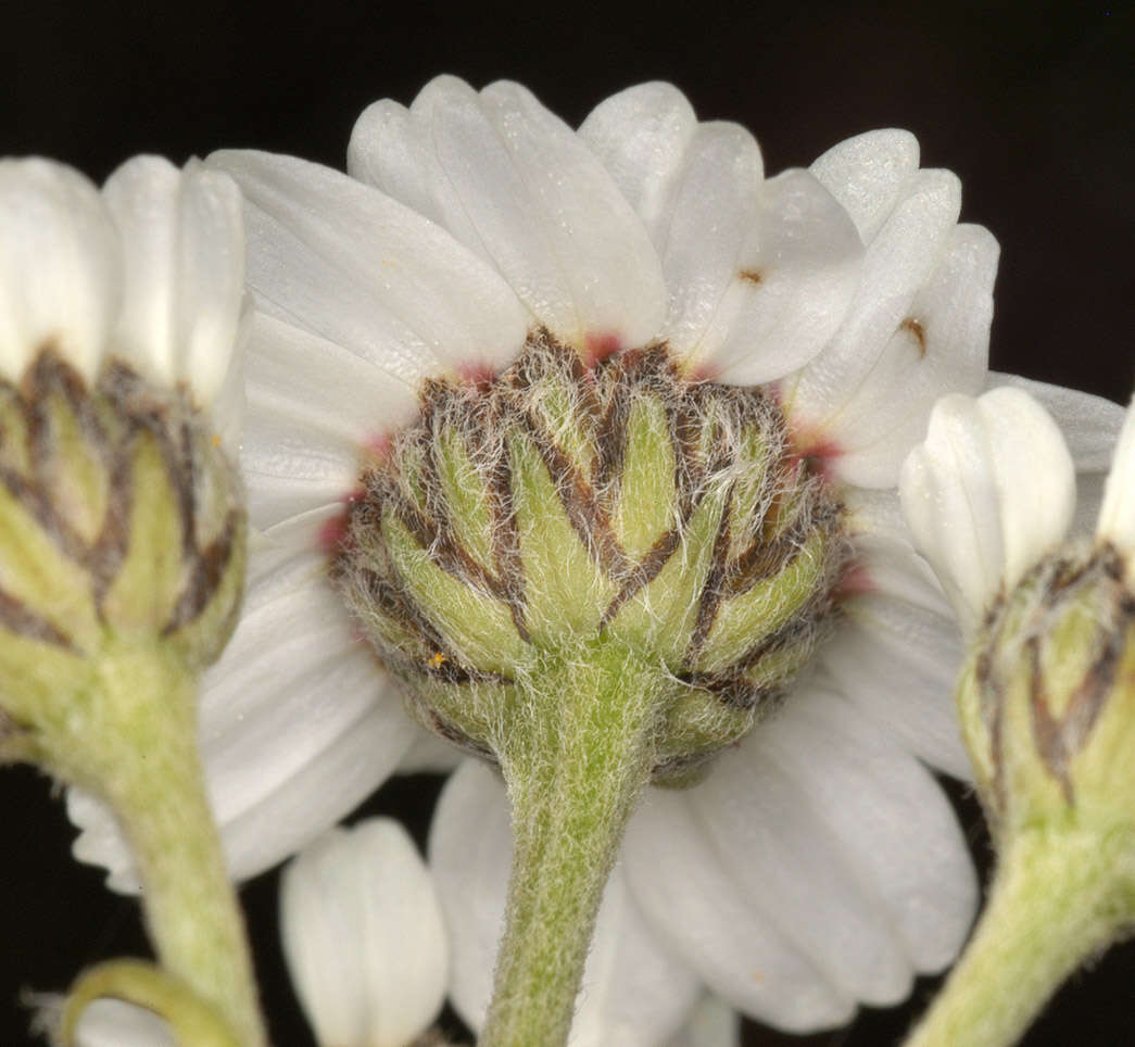 Image of Sneezeweed