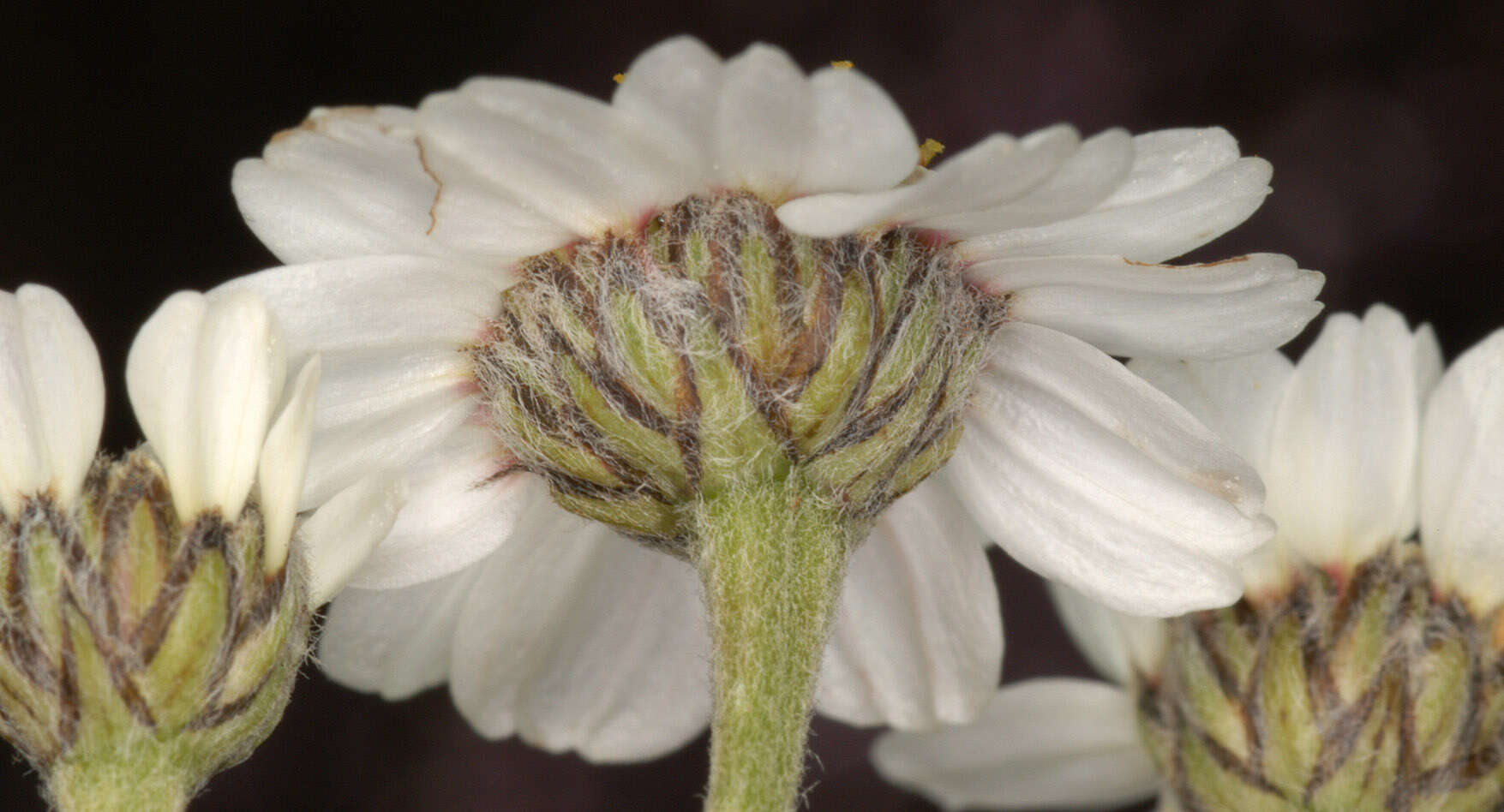 Image of Sneezeweed