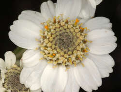 Image of Sneezeweed