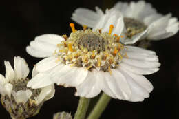 Image of Sneezeweed