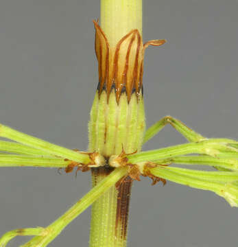 Image of Wood Horsetail