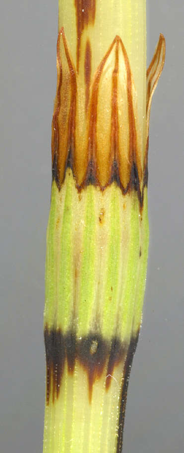 Image of Wood Horsetail