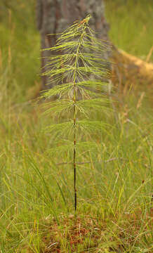 Imagem de Equisetum sylvaticum L.