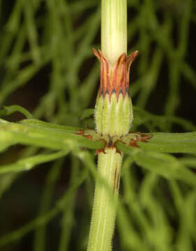 Image of Wood Horsetail