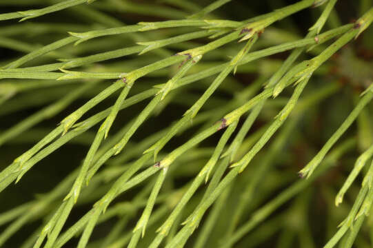 Imagem de Equisetum sylvaticum L.