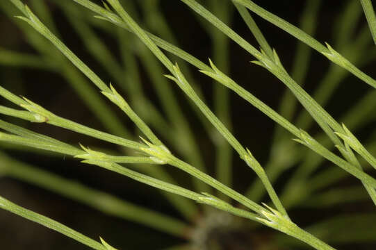 Image of Wood Horsetail