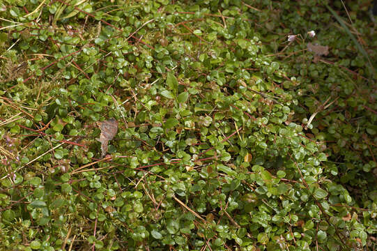 Image of Twinflower