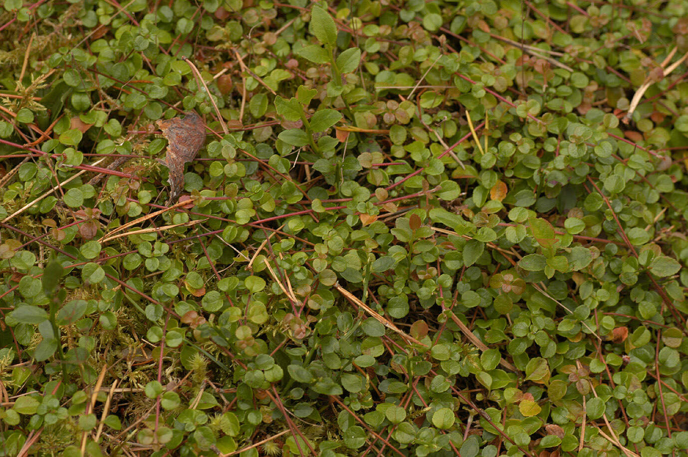 Image de Linnée boréale