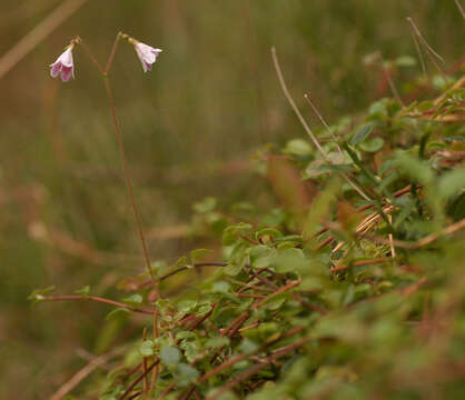 Image of Twinflower