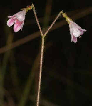 Image of Twinflower