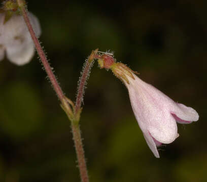 Image of Twinflower