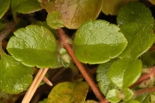 Image of Twinflower