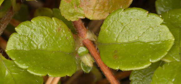 Image of Twinflower