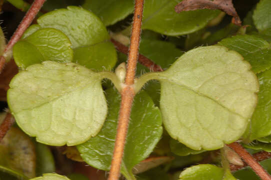 Image of Twinflower